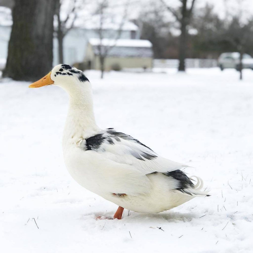 Ancona Duck - Raising Ducks