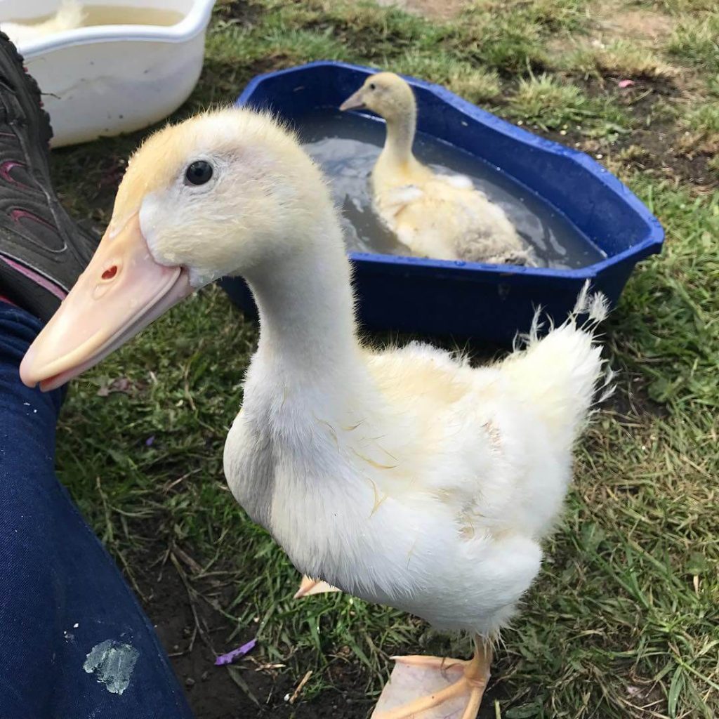 Aylesbury Duck - Raising Ducks