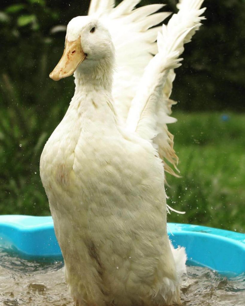 Aylesbury Duck - Raising Ducks