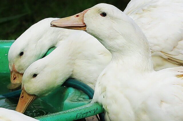 Aylesbury Duck - Raising Ducks