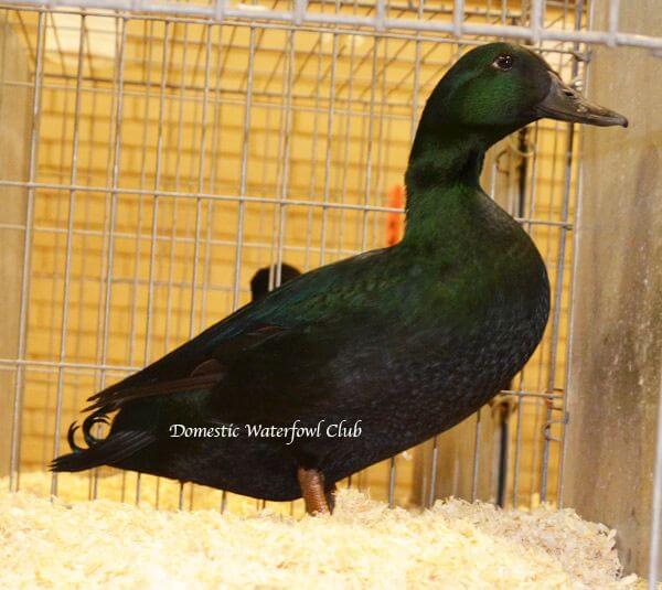 East Indies Duck – Raising Ducks