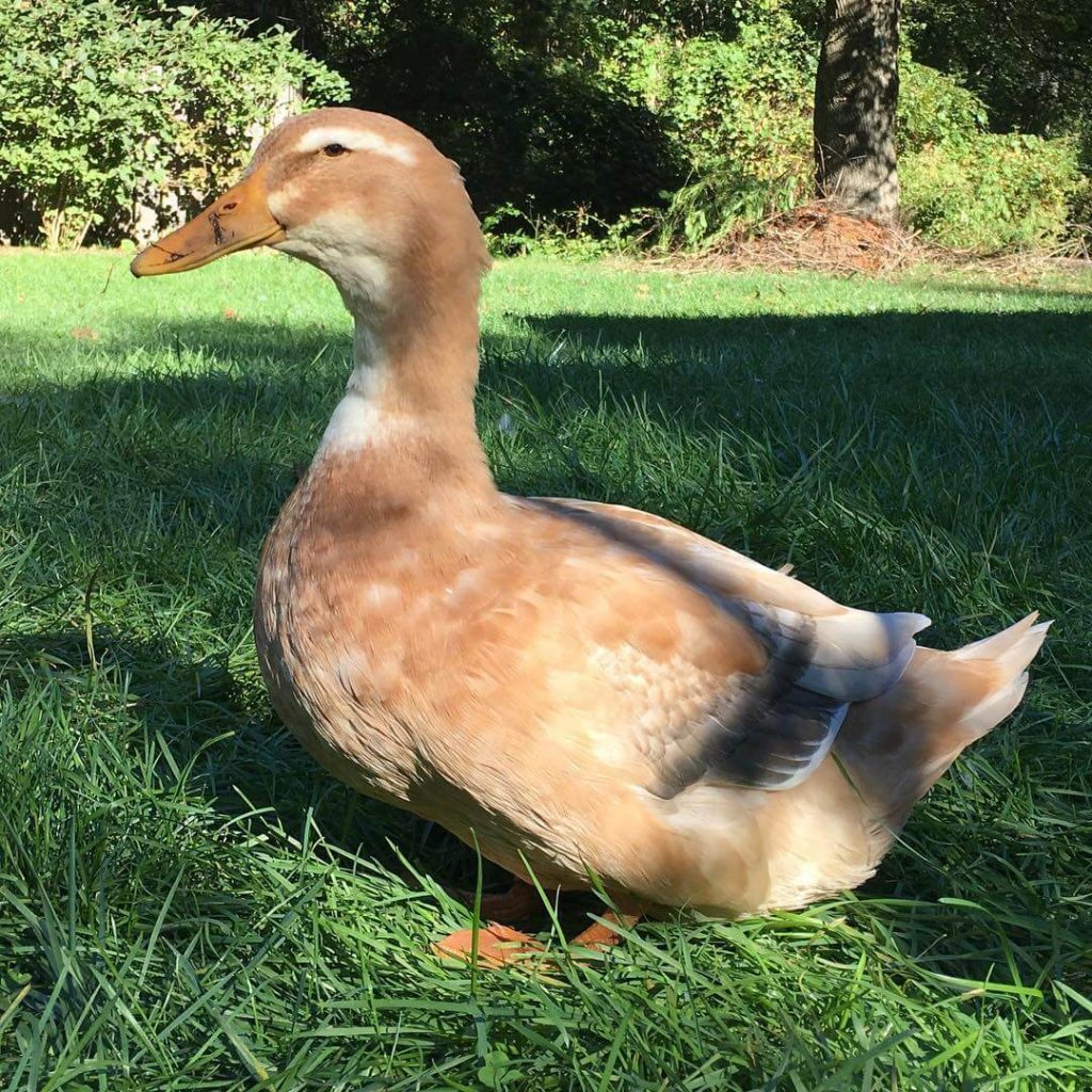 Saxony Duck - Raising Ducks