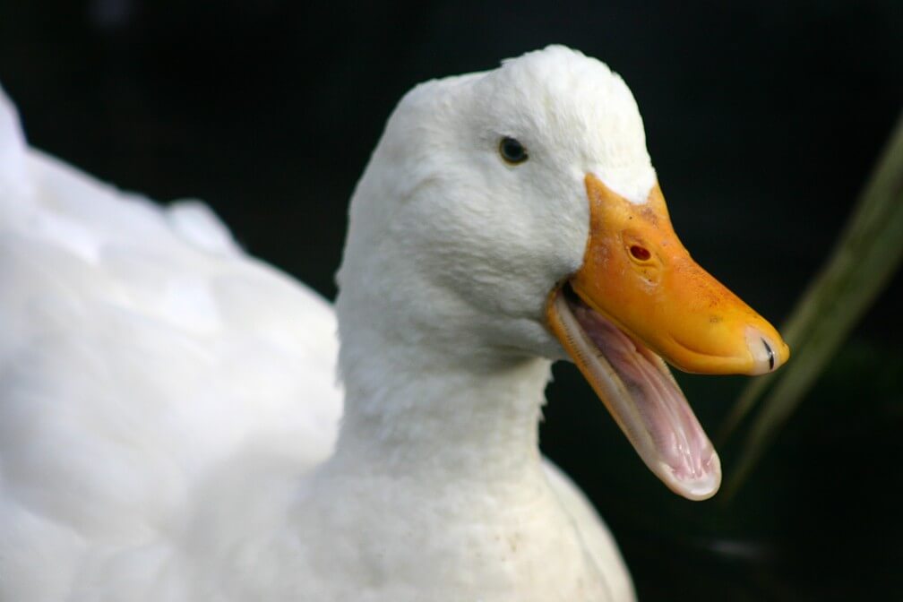 Pekin Duck Complete Breed Guide Raising Ducks