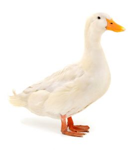 Pekin Duck: Complete Breed Guide - Raising Ducks